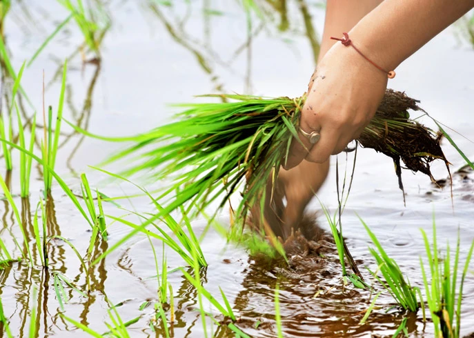 Corporate Social Resposibility Agriculture Livelihoods Corporate Social Resposibility Livelihoods